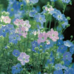 دانلود آهنگ خون توی رگ های منی تو جای چشمای منی با صدای زن با داراب موزیک 1403 خون توی رگ های منی تو