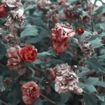 دانلود آهنگ قهقرا Bahram Nouraei