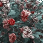 دانلود آهنگ چرخه Bahram Nouraei
