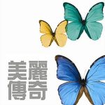 玫瑰花